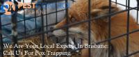 Fox Control Brisbane image 6